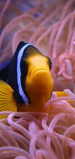 A vivid clownfish swimming through pink anemone.