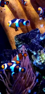 Clownfish swim in a vibrant aquarium with colorful corals.