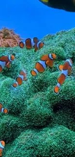 Clownfish swimming over vibrant coral reef in the ocean.