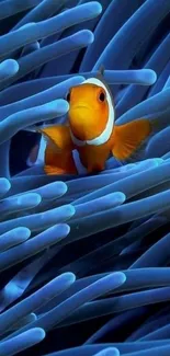 Clownfish swimming in vivid blue coral reef.