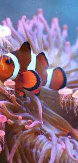 Clownfish swimming amidst vibrant pink coral in a clear blue sea.