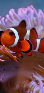 Clownfish swimming among colorful coral reefs.