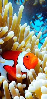 Clownfish nestled in vibrant coral reef with blue ocean background.