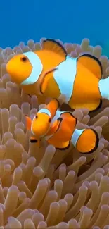 Clownfish swimming in vibrant coral reef.