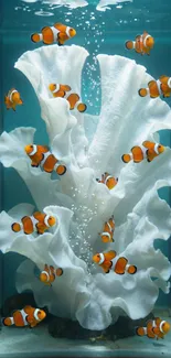 Clownfish swimming around white coral in clear blue aquarium.