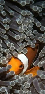 Clownfish hiding in anemone tentacles mobile wallpaper.