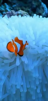 Clownfish nestled in white sea anemone underwater.