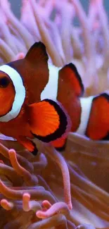 Clownfish in colorful anemone amidst ocean background