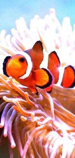 Clownfish nestled in a vibrant anemone underwater.