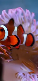 Clownfish swimming in vibrant coral reef.