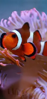 Vibrant clownfish swimming in colorful coral reef wallpaper.