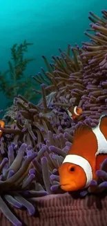 Clownfish swimming amidst colorful coral reef in ocean scene wallpaper.