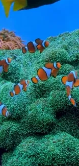 Clownfish swim through lush green corals with a bright blue backdrop.