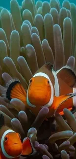 Clownfish swimming among colorful coral reef.