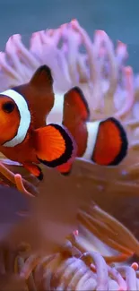 Clownfish swimming amidst vibrant coral reef in ocean background.