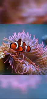 Clownfish amidst vibrant coral and sea anemone.