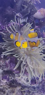 Colorful clownfish among coral reefs in underwater scene.