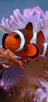 Clownfish swimming among vibrant coral in an underwater scene.