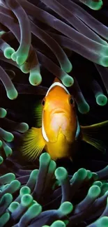 Clownfish nestled in sea anemones with vibrant green hues.