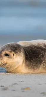 Seal resting on a sandy beach wallpaper for phones.