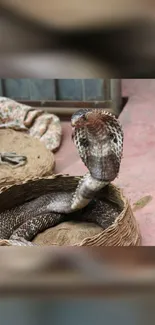 Cobra rising from a woven basket against a rustic backdrop.