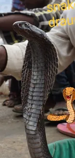 Live cobras handled by a snake charmer in a busy street market.