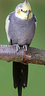 Cockatiel bird resting on a branch with a green background.