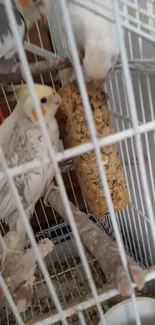 Cockatiels in a white cage with a seed block, perfect for nature lovers.