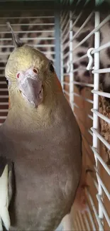 Close-up of a cockatiel in its cozy cage.