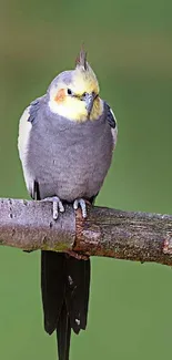 Cockatiel perched on a branch against a green background.