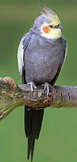 Cockatiel bird on a branch with a green background.