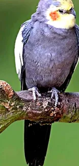 Cockatiel perched on branch against green background.