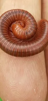 Close-up of a coiled millipede resting on a human finger.