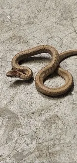 Coiled snake resting on a stone floor with natural textures.