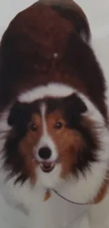 Adorable Shetland Collie dog with tricolor fur on a mobile wallpaper.