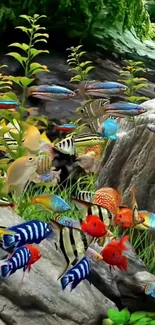 Colorful aquarium fish wallpaper with lush greenery.