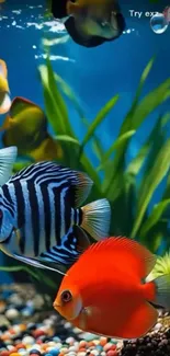 Bright aquarium wallpaper with colorful fish.
