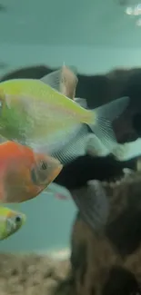 Vibrant colorful fish swimming in an aquarium setup.