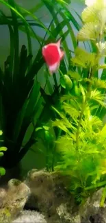 Colorful aquarium with red fish and green plants.