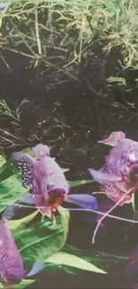 Colorful fish swimming in a lush green aquarium.