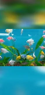 Vibrant fish swimming in a colorful aquarium with green plants.