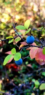 Vibrant blue berries among autumn leaves in this nature-inspired wallpaper.