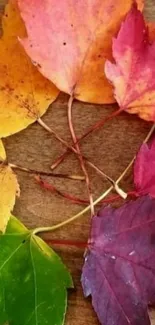 Colorful autumn leaves on wooden background.