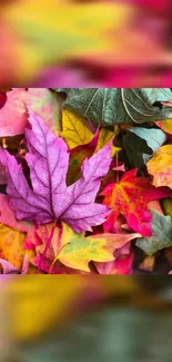 Vibrant autumn leaves creating a colorful wallpaper for mobile phones.