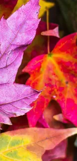 A vibrant autumn leaves wallpaper with various colors like pink and red.