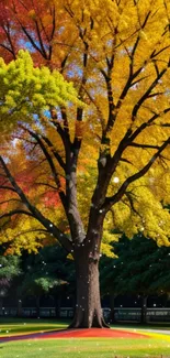 Colorful autumn tree with vibrant yellow, red, and orange leaves.