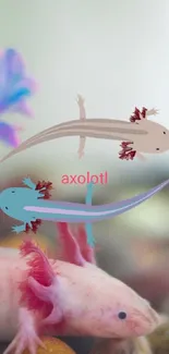 Axolotl in vibrant aquarium with colorful plants and pebbles.