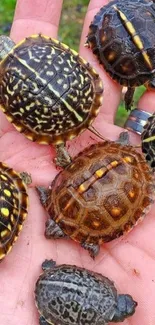 Vibrant baby turtles in hand, colorful shells.