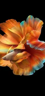 Vibrant orange and blue betta fish on black background wallpaper.