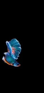 Colorful Betta fish swimming against a black background.